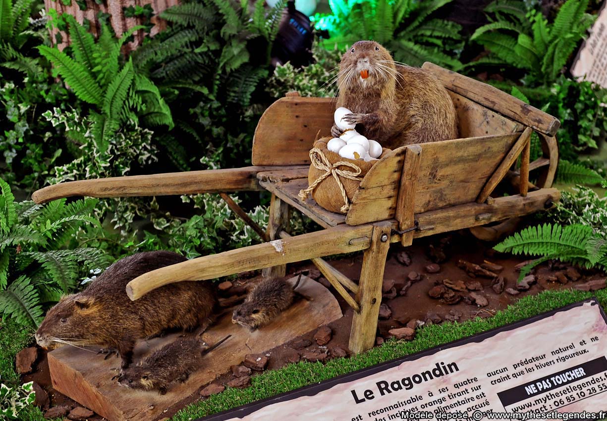 Exhibition The Enchanted Forest (238) Coypu
